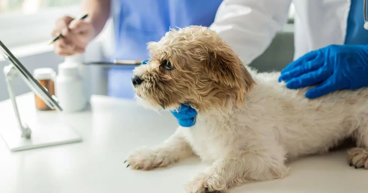 Musíme na veterinu!